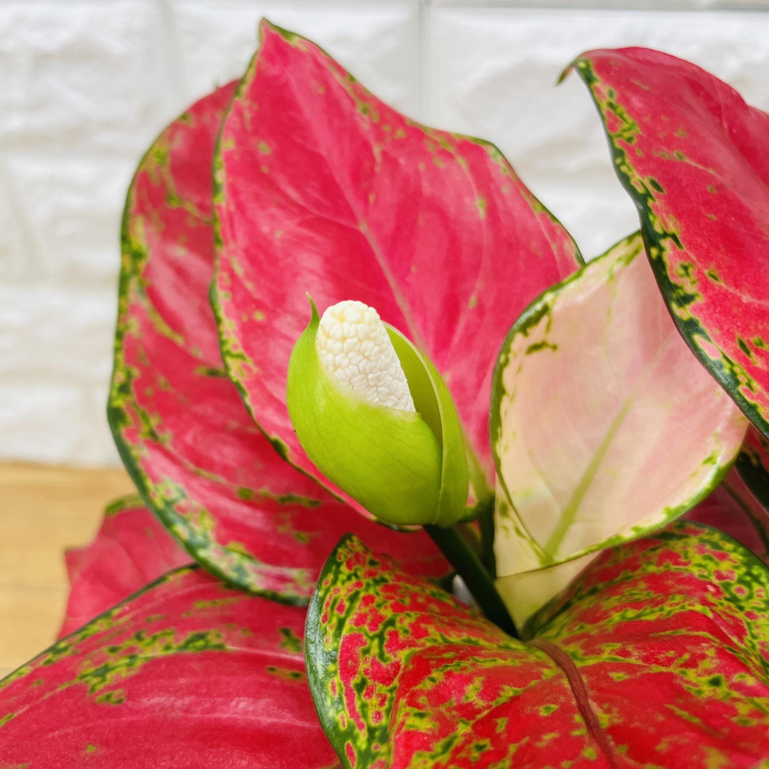 Amazon｜観葉植物 アグラオネマ・ビューティー 5号スクエア鉢